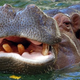 Image for article titled 10 Animal-Plant Mash-Ups That Would Be Unstoppable Killers